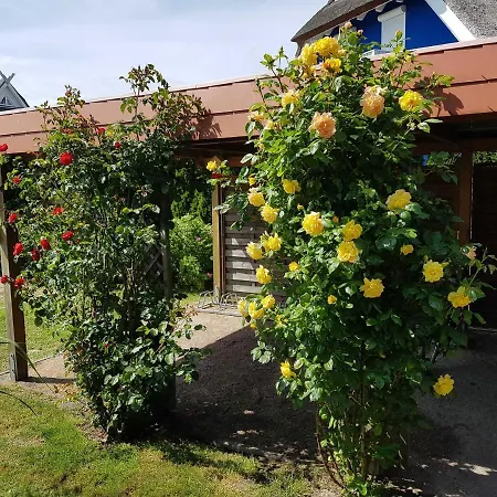 Daniela 1 דירה *